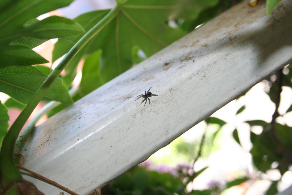 Pardosa sp. - S. Don di Piave (VE)