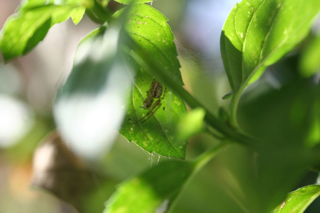 Zygiella sp. - San Don di Piave (VE)