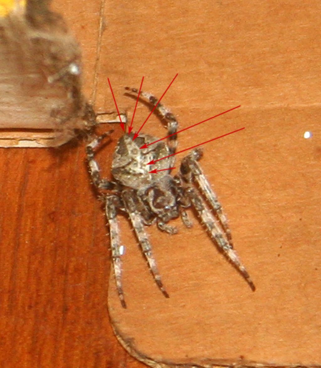 Araneus sp. (A. circe o A. angulatus) gestione uova e madre