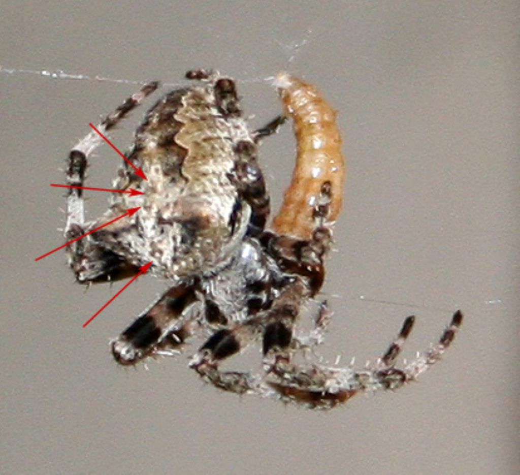 Araneus sp. (A. circe o A. angulatus) gestione uova e madre