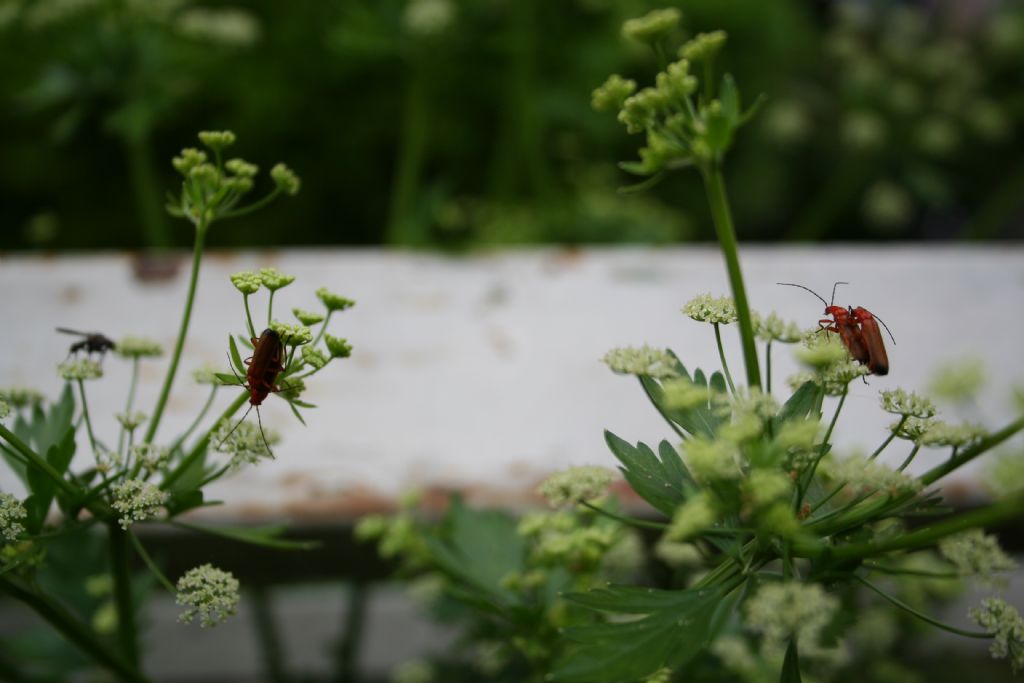 coppie di amanti: Rhagonycha fulva