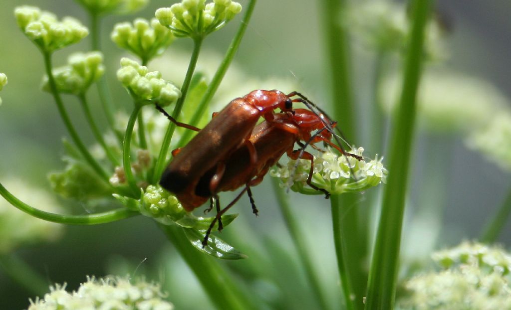 coppie di amanti: Rhagonycha fulva