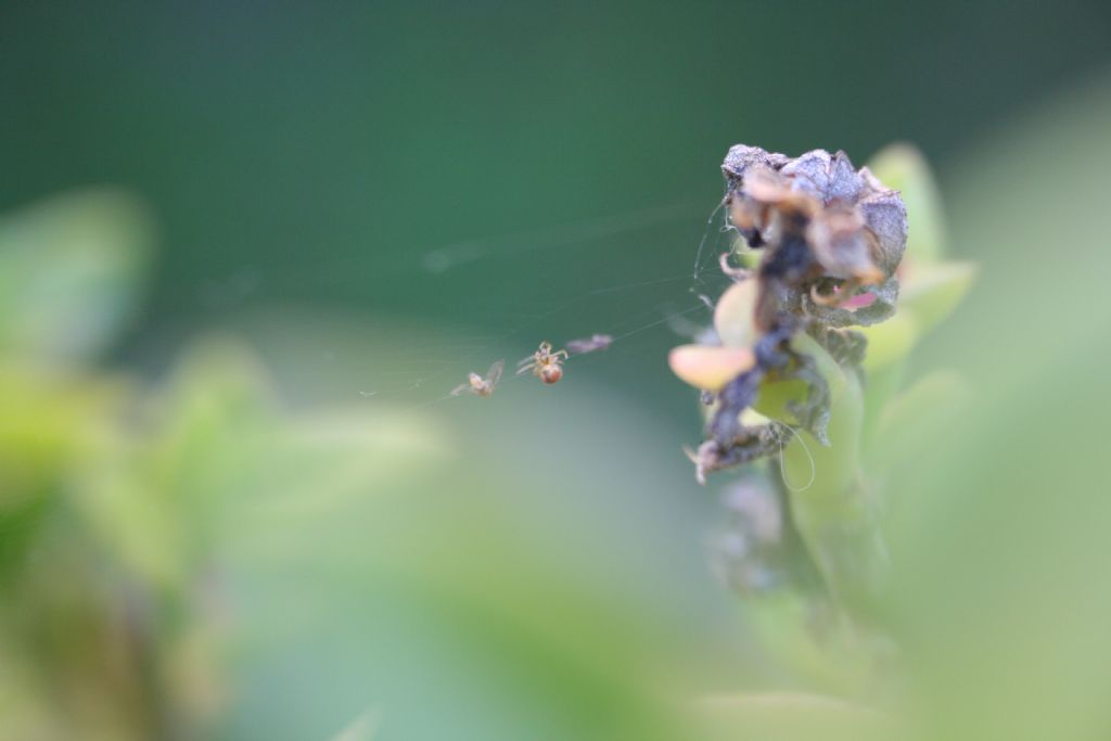 Araneidae - S. di P. (VE)