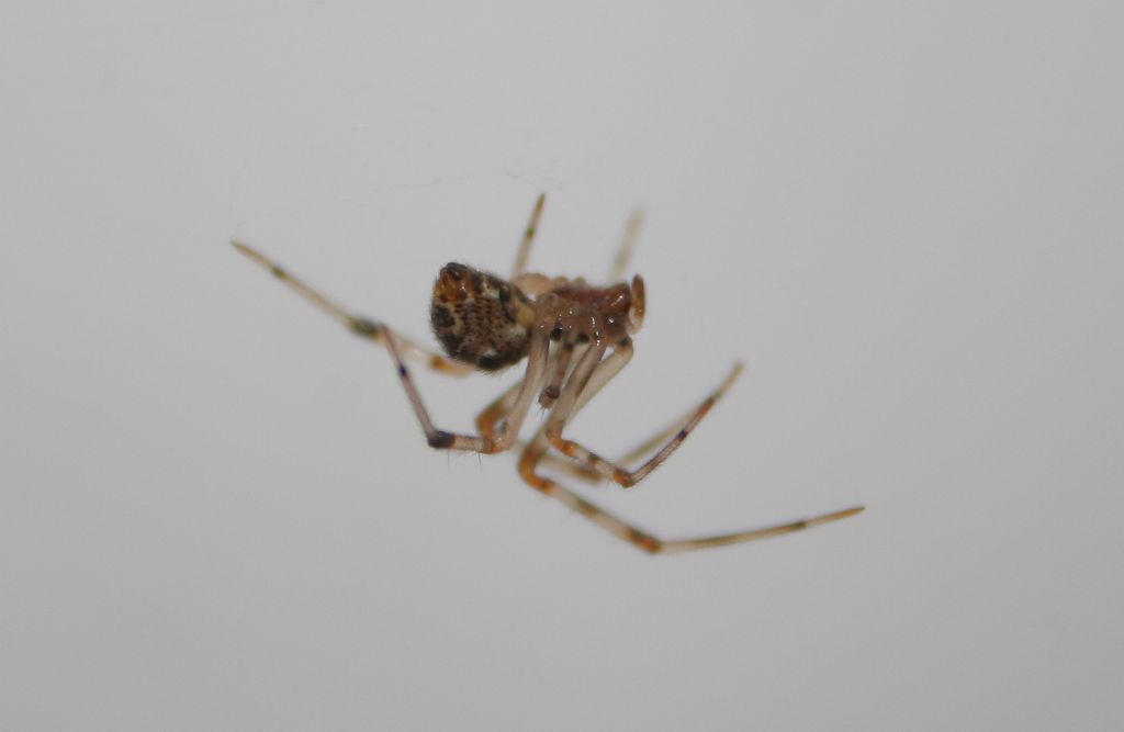 Holocnemus pluchei; Parasteatoda tepidariorum - Basso Piave