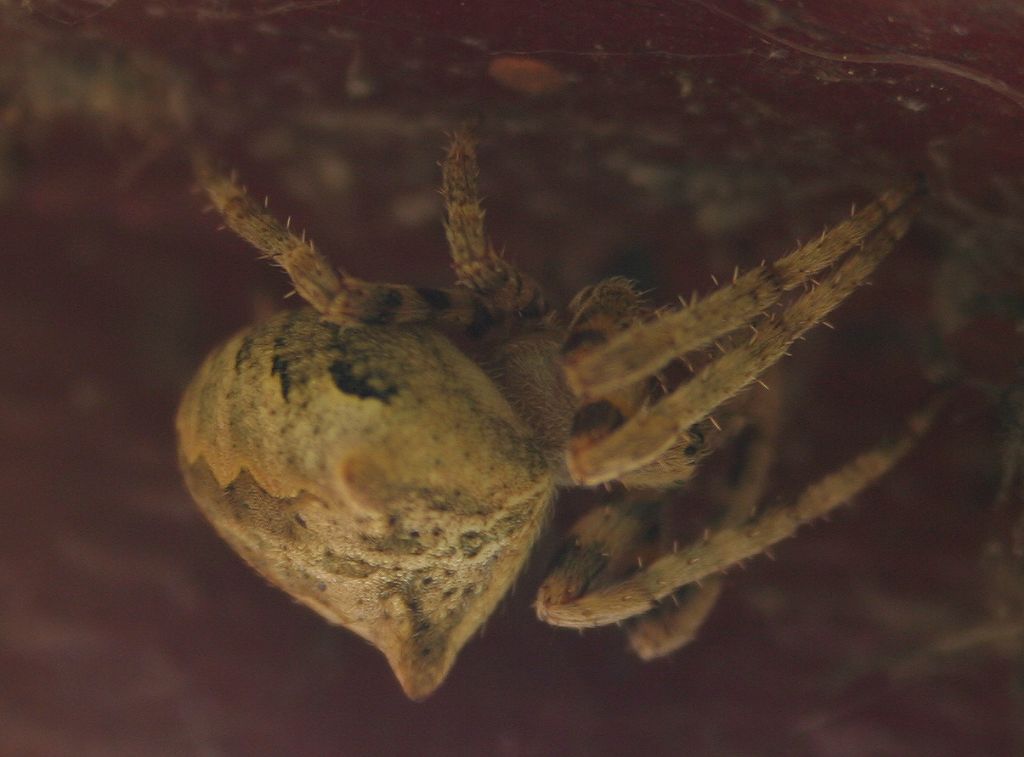 Araneus cf. angulatus - San Don di Piave (VE)