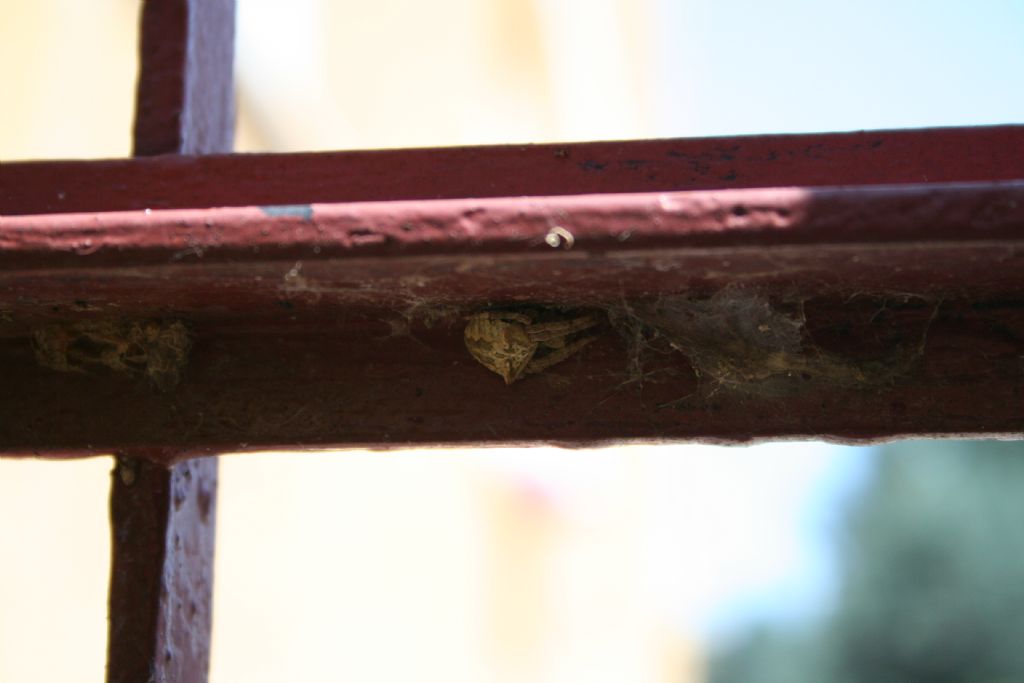 Araneus cf. angulatus - San Don di Piave (VE)