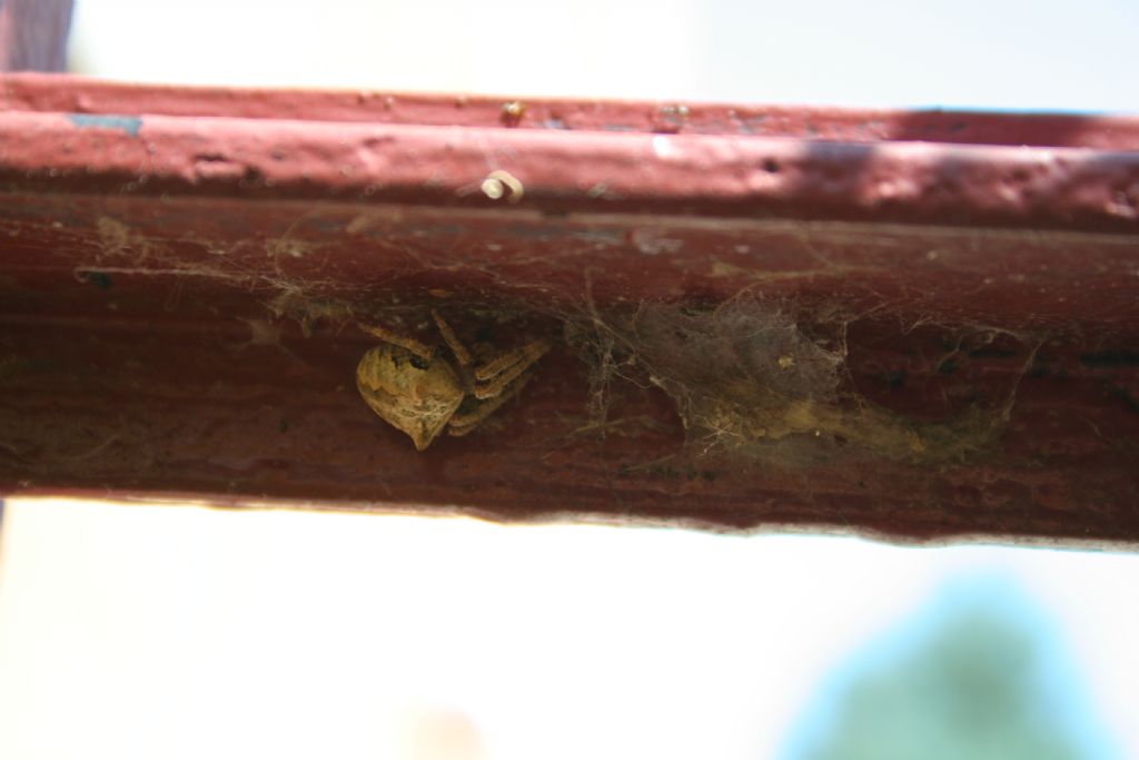 Araneus cf. angulatus - San Don di Piave (VE)