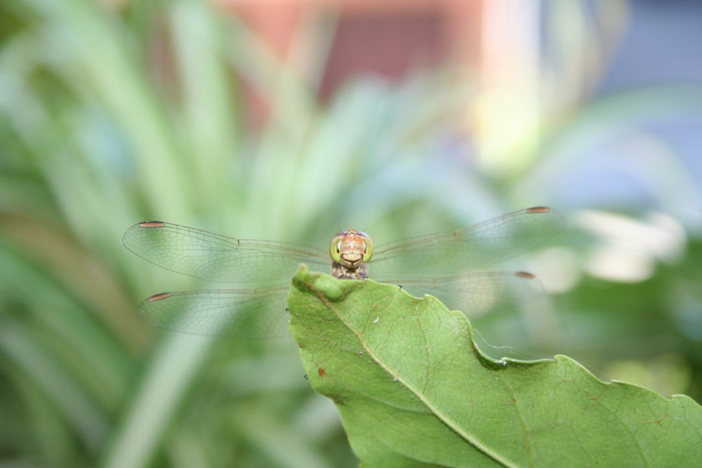 Sorridente Sympetrum meridionale