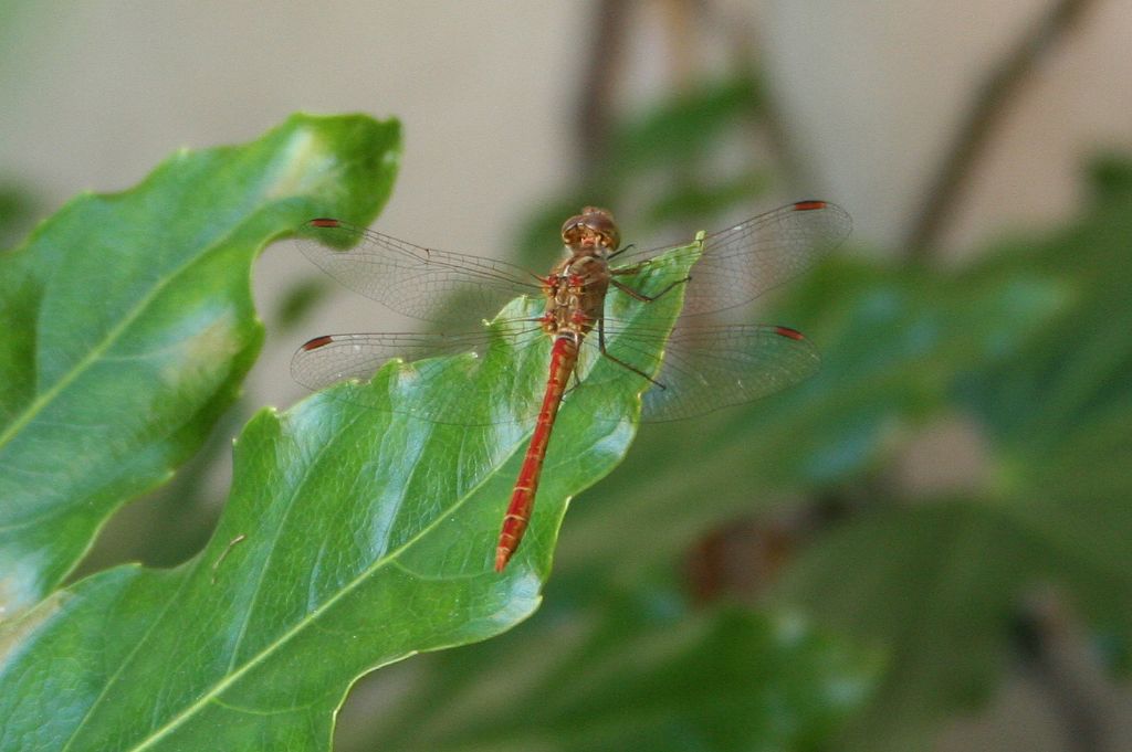 Sorridente Sympetrum meridionale