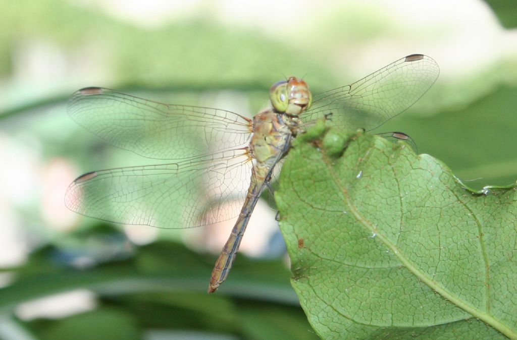 Sorridente Sympetrum meridionale