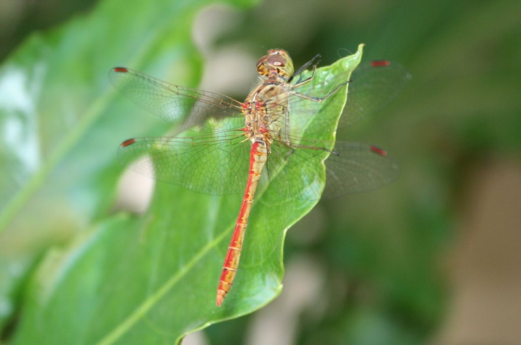 Sorridente Sympetrum meridionale