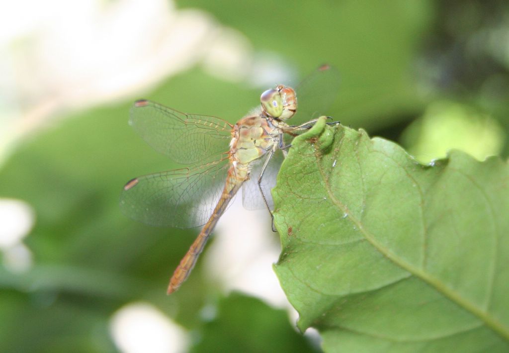 Sorridente Sympetrum meridionale