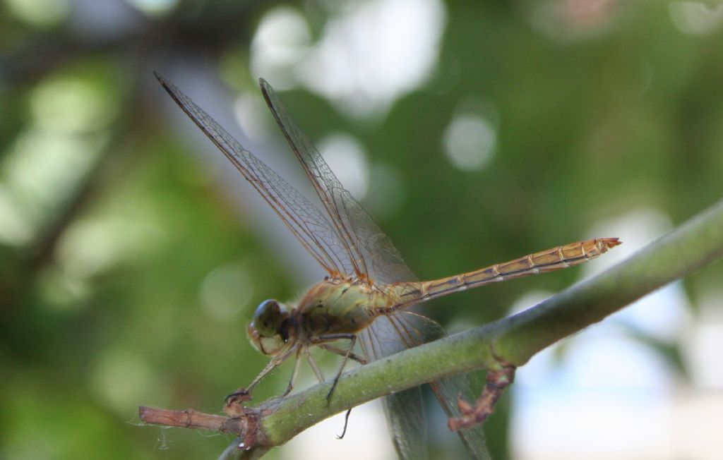 Sorridente Sympetrum meridionale