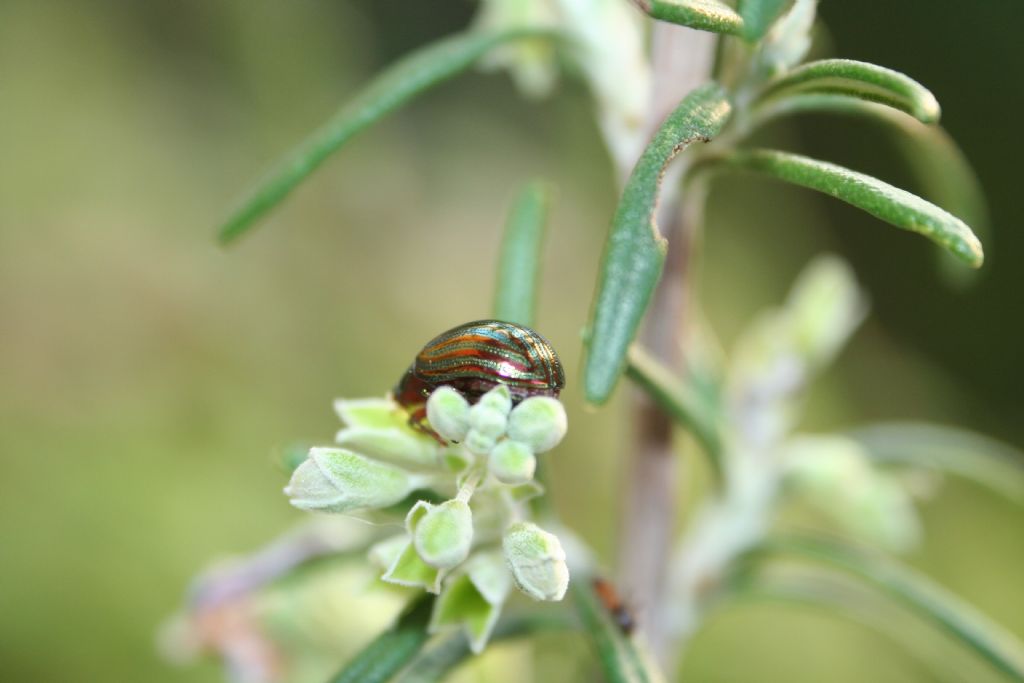 Con vestito a righe: Chrysolina americana, Chrysomelidae