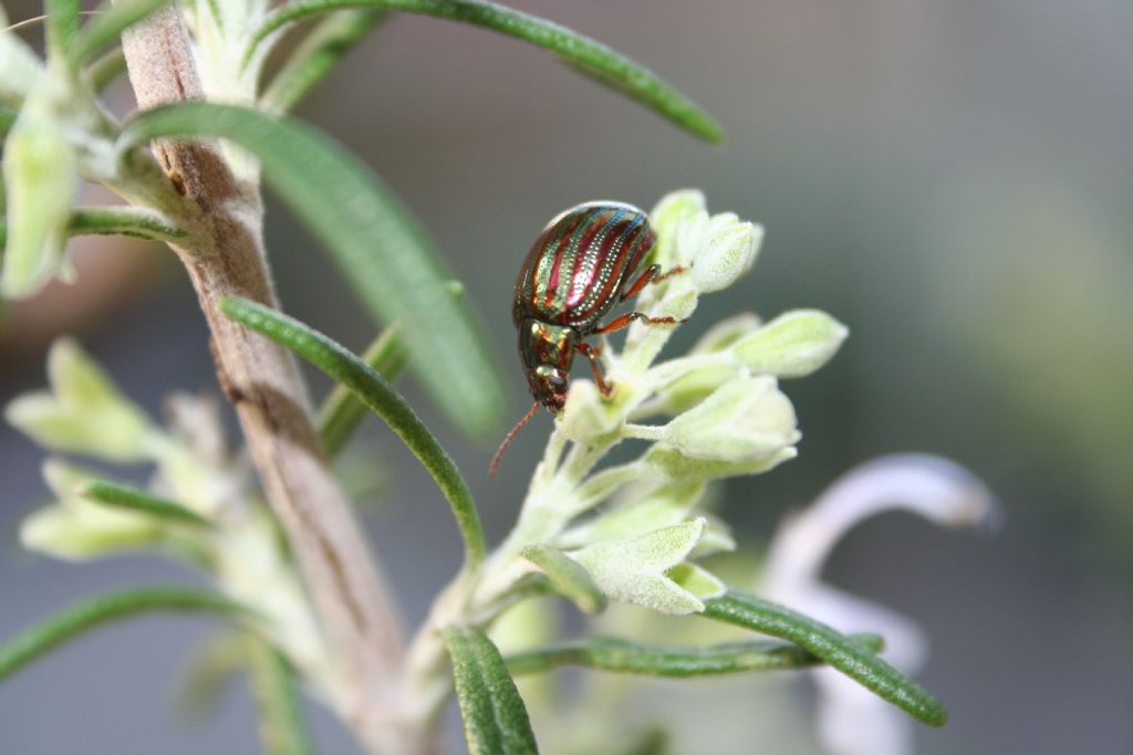 Con vestito a righe: Chrysolina americana, Chrysomelidae