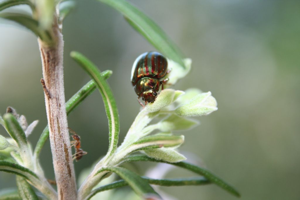 Con vestito a righe: Chrysolina americana, Chrysomelidae