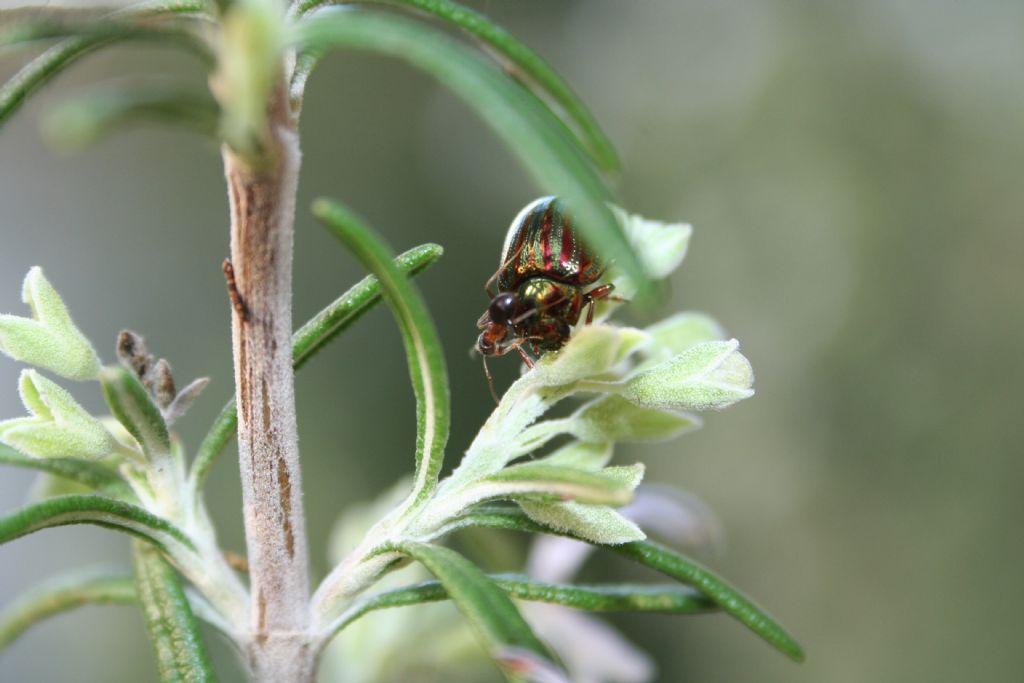 Con vestito a righe: Chrysolina americana, Chrysomelidae