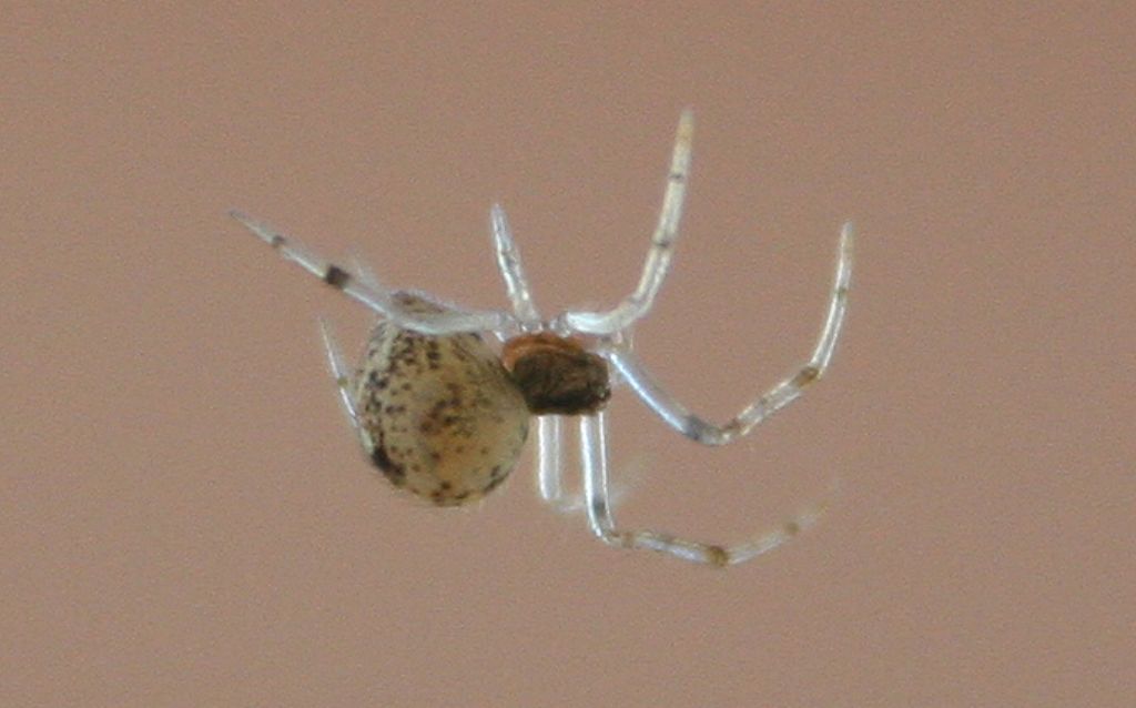 Giovane Parasteatoda sp. - Venezia