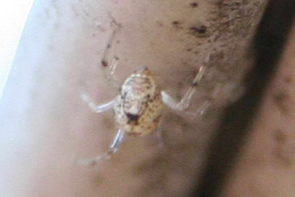 Giovane Parasteatoda sp. - Venezia