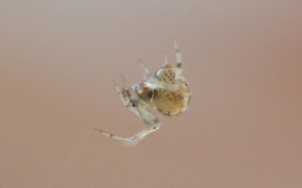 Giovane Parasteatoda sp. - Venezia