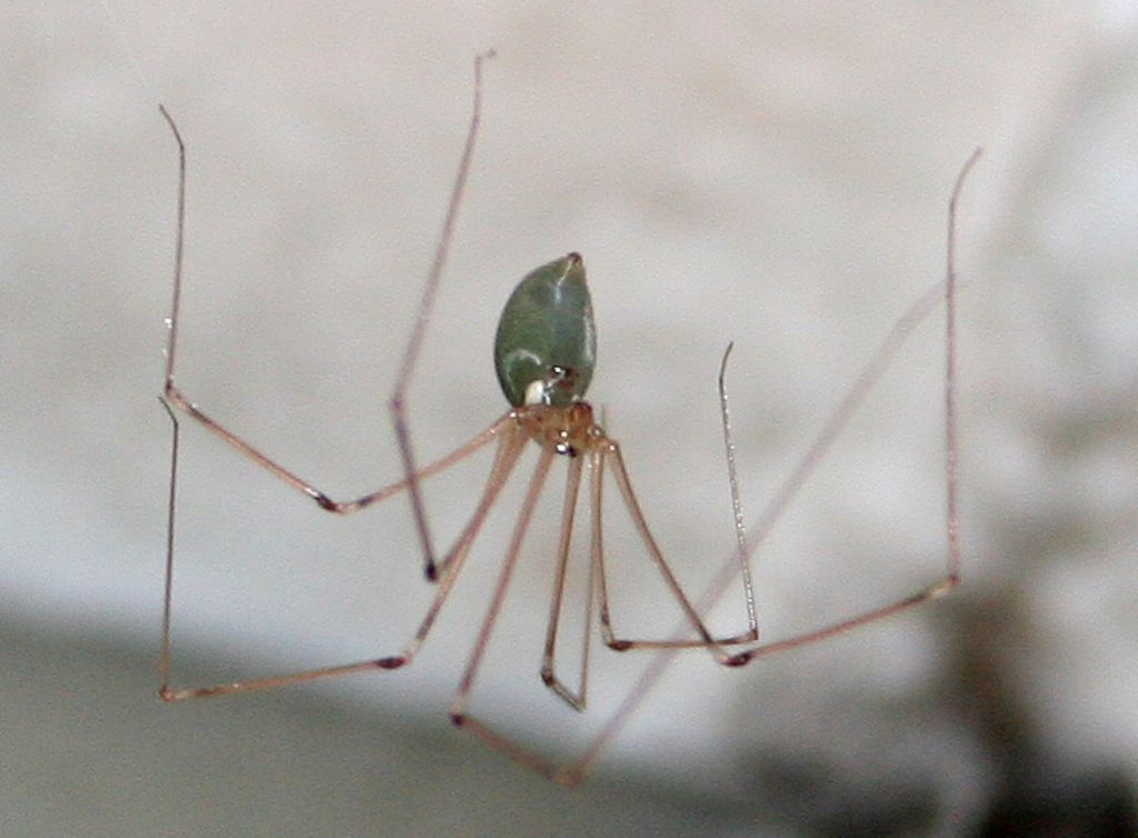 Pholcus phalangioides - San Don di Piave (VE)