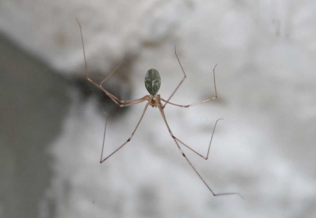 Pholcus phalangioides - San Don di Piave (VE)