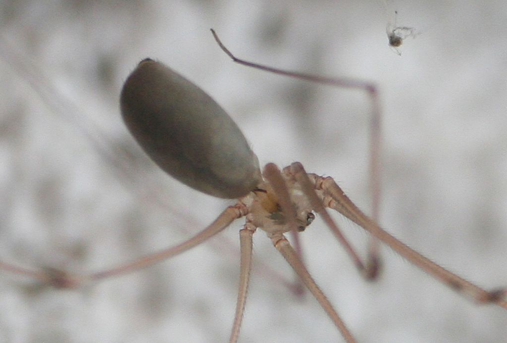 Pholcus phalangioides - San Don di Piave (VE)