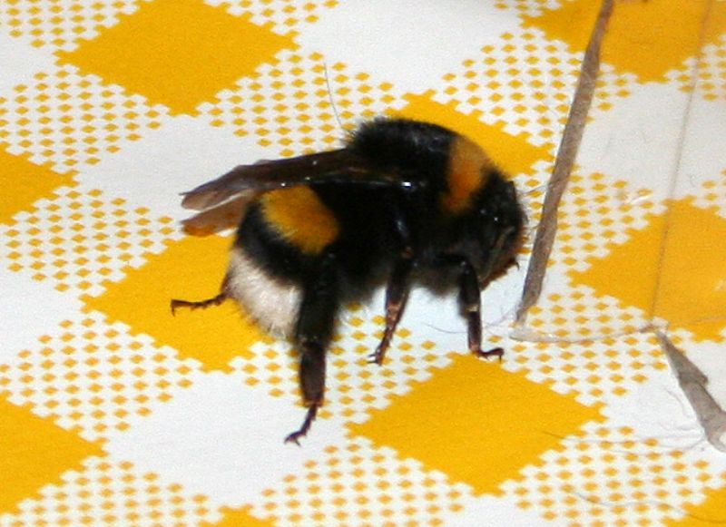 Bombus lucorum?