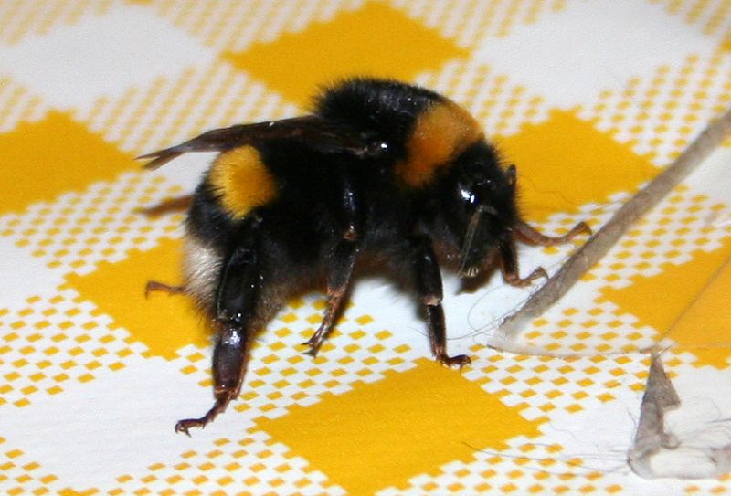 Bombus lucorum?