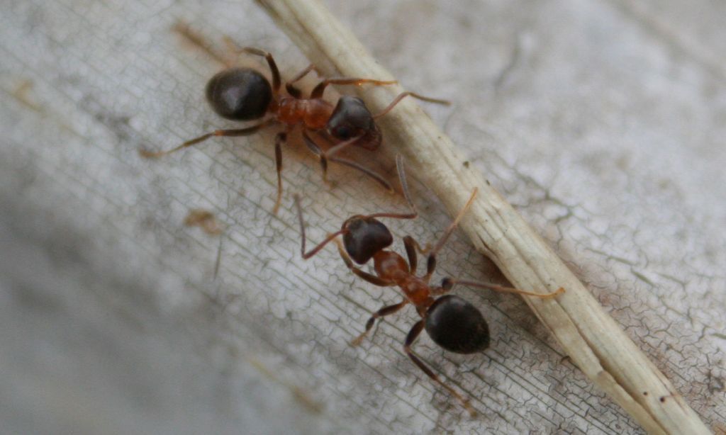 Lasius emarginatus