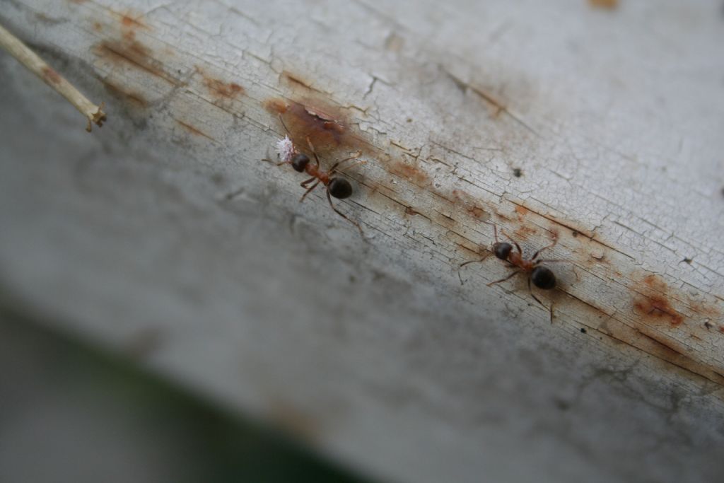 Lasius emarginatus