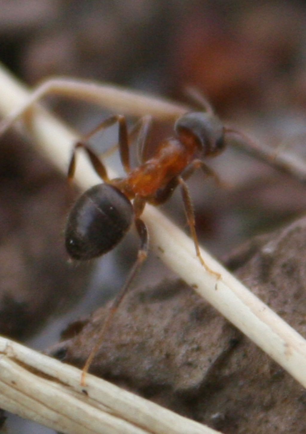 Lasius emarginatus