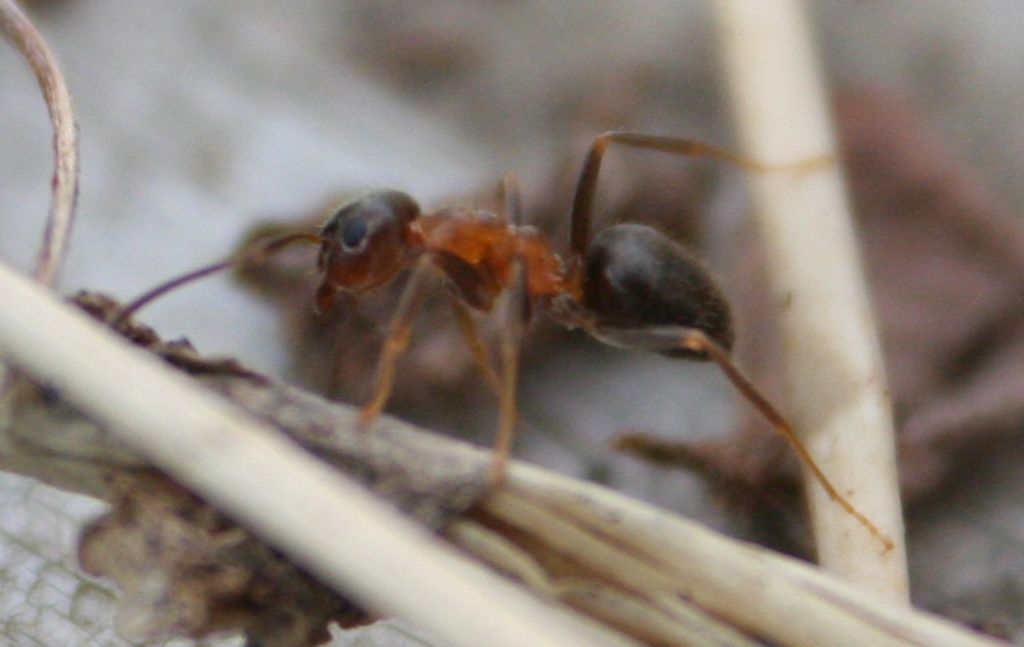 Lasius emarginatus