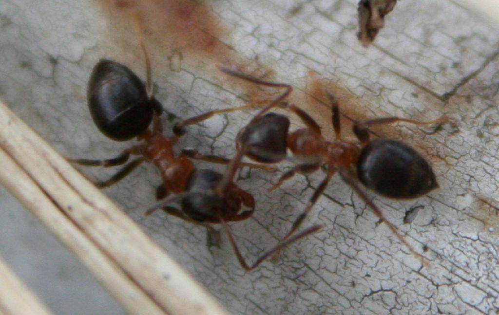 Lasius emarginatus