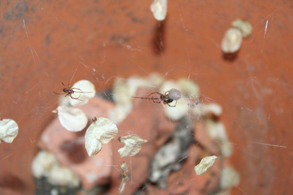 Finalmente 1 maschio! Parasteatoda sp.