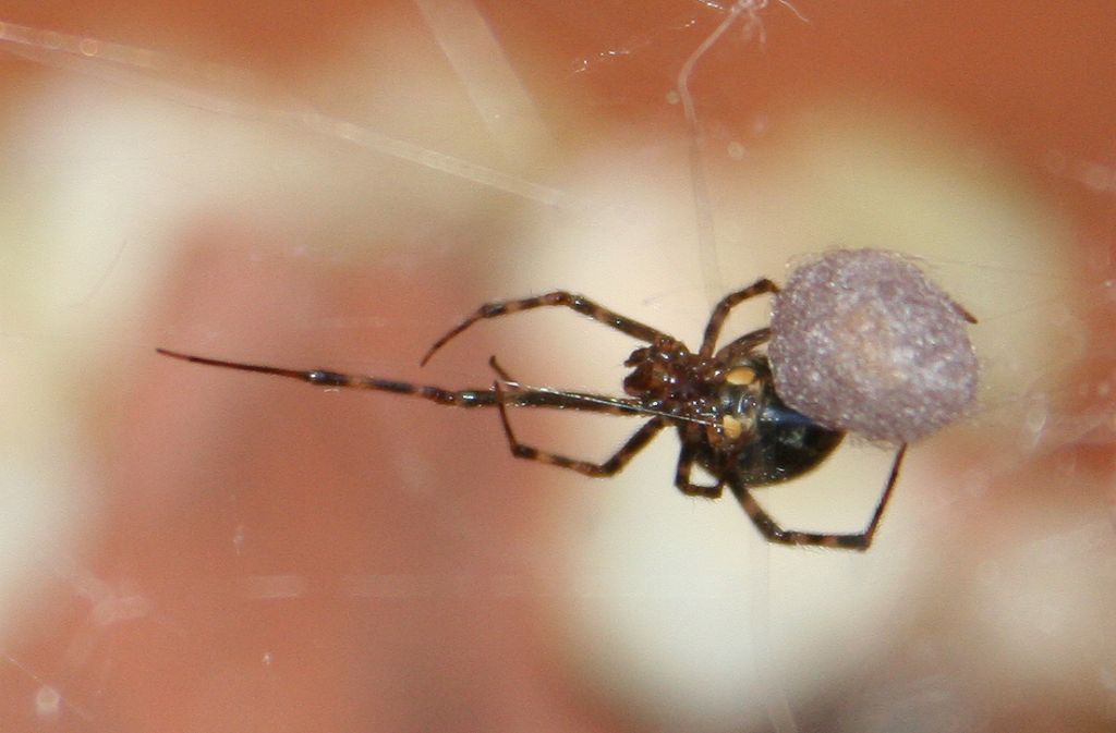 Finalmente 1 maschio! Parasteatoda sp.