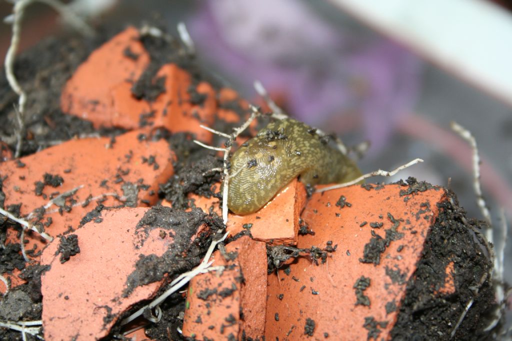 Limacus flavus in vaso da fiori (San Dona di Piave VE)