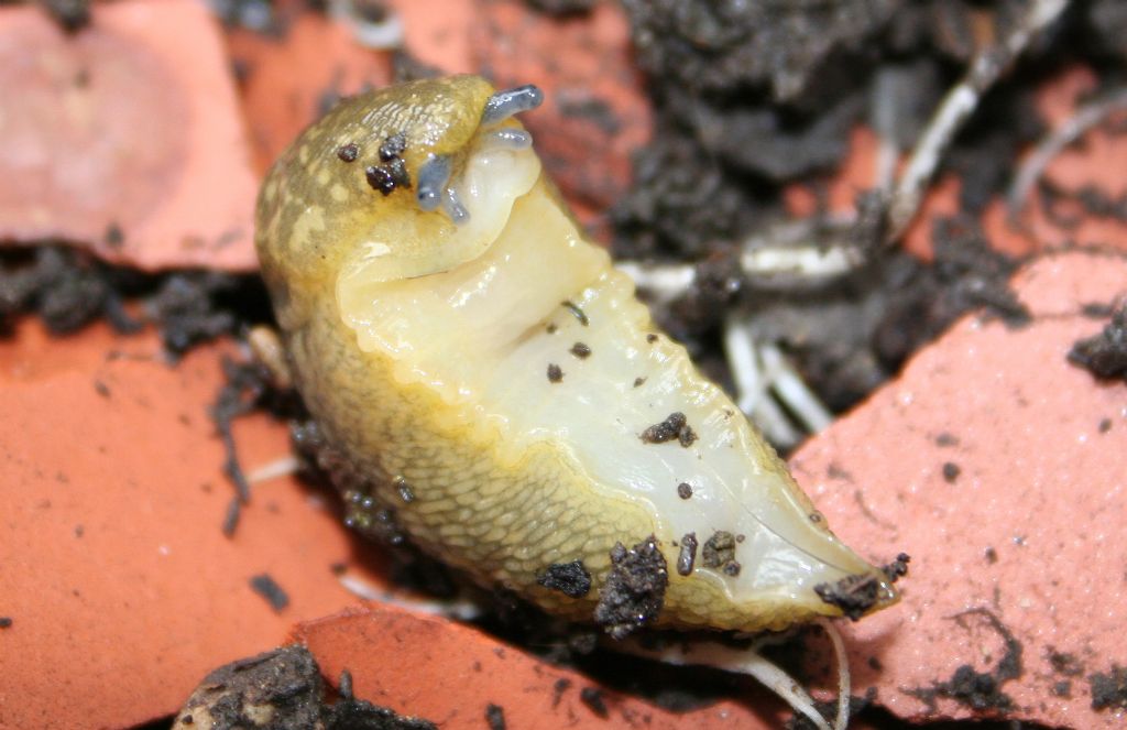 Limacus flavus in vaso da fiori (San Dona di Piave VE)