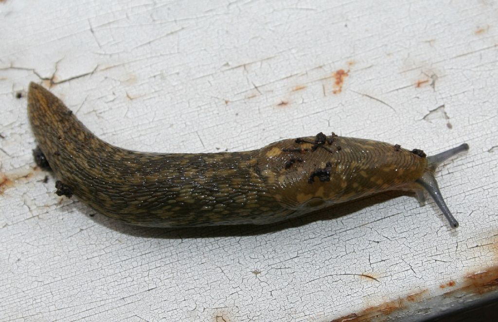 Limacus flavus in vaso da fiori (San Dona di Piave VE)