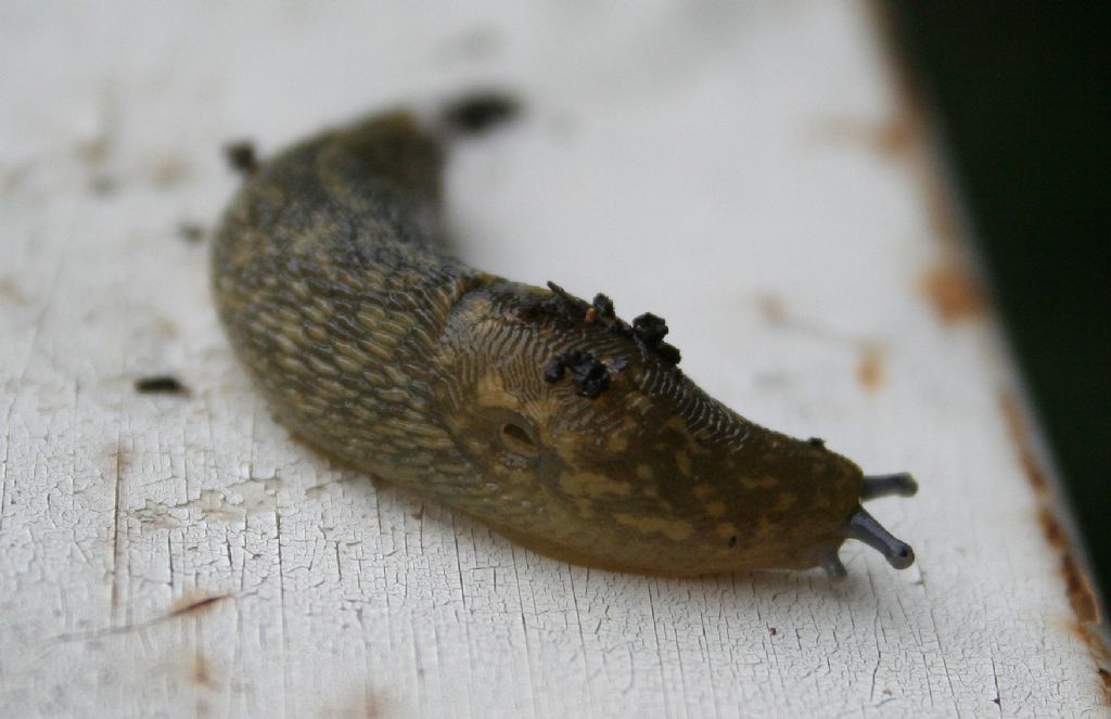 Limacus flavus in vaso da fiori (San Dona di Piave VE)