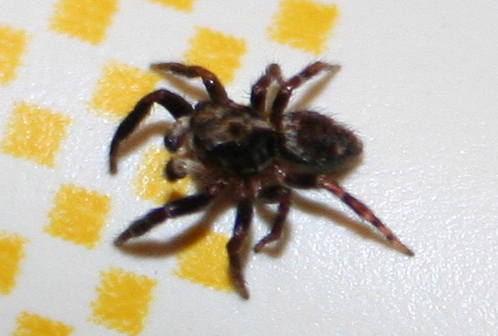 Pseudeuophrys erratica - San Don di Piave (VE)