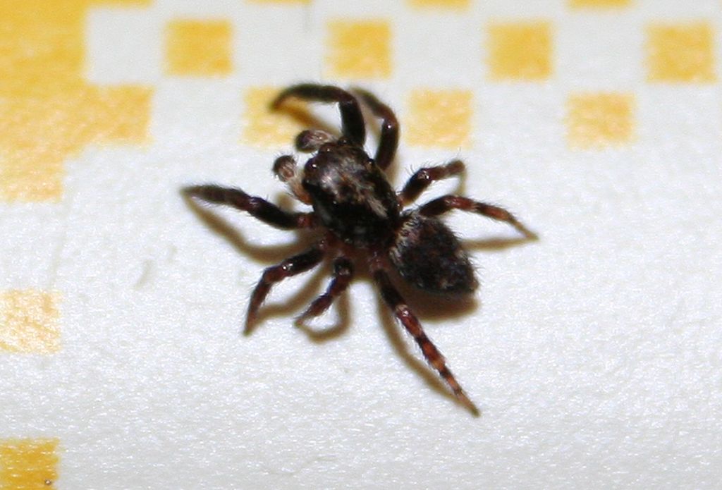 Pseudeuophrys erratica - San Don di Piave (VE)