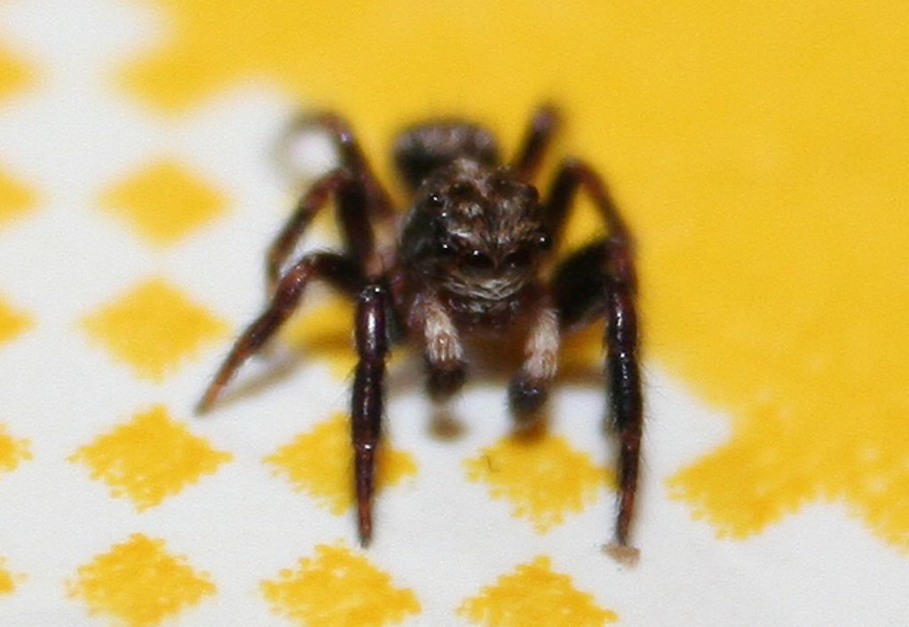 Pseudeuophrys erratica - San Don di Piave (VE)