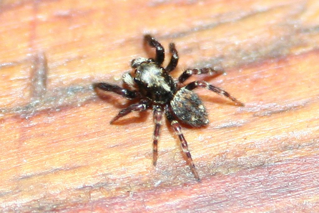 Pseudeuophrys erratica - San Don di Piave (VE)