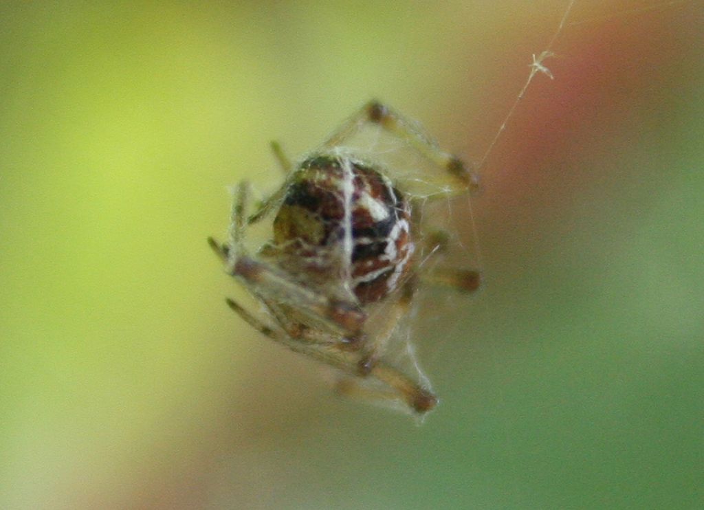 Phylloneta impressa predata da Platnickina cf. nigropunctata