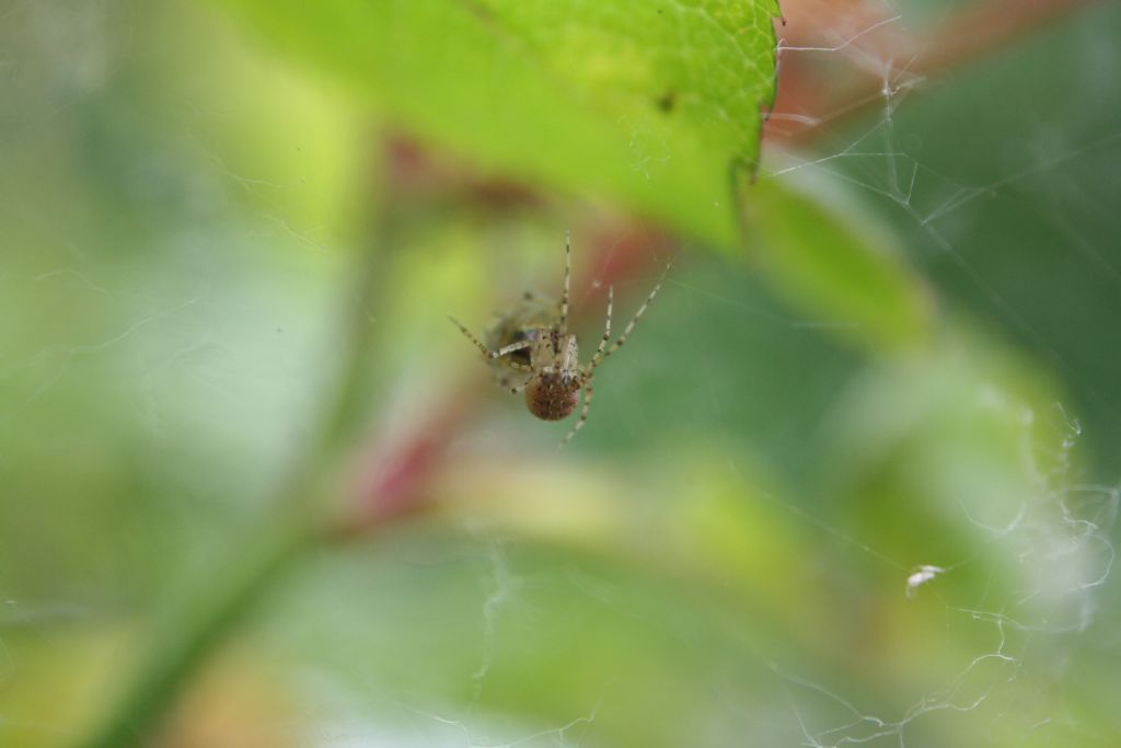 Phylloneta impressa predata da Platnickina cf. nigropunctata