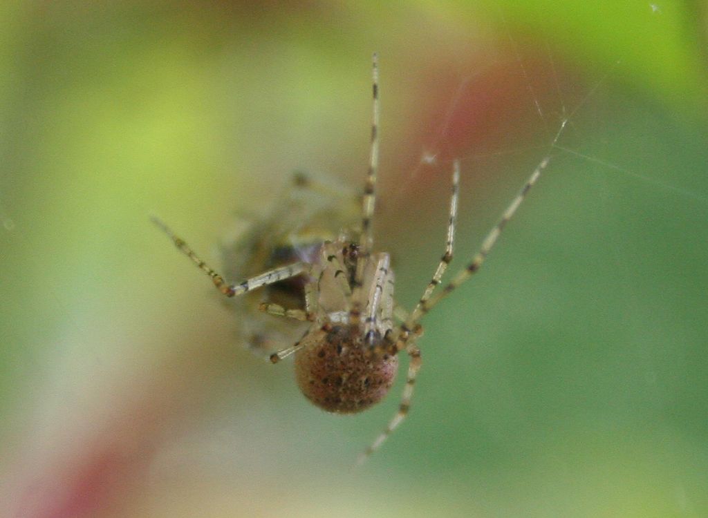 Phylloneta impressa predata da Platnickina cf. nigropunctata