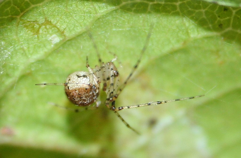 Phylloneta impressa predata da Platnickina cf. nigropunctata