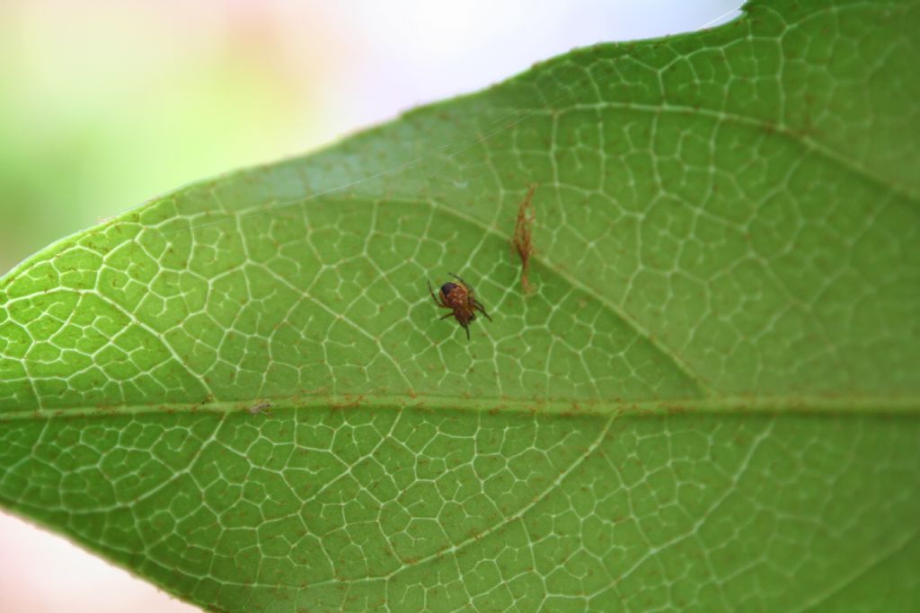 ID di piccolo Araneus sp.