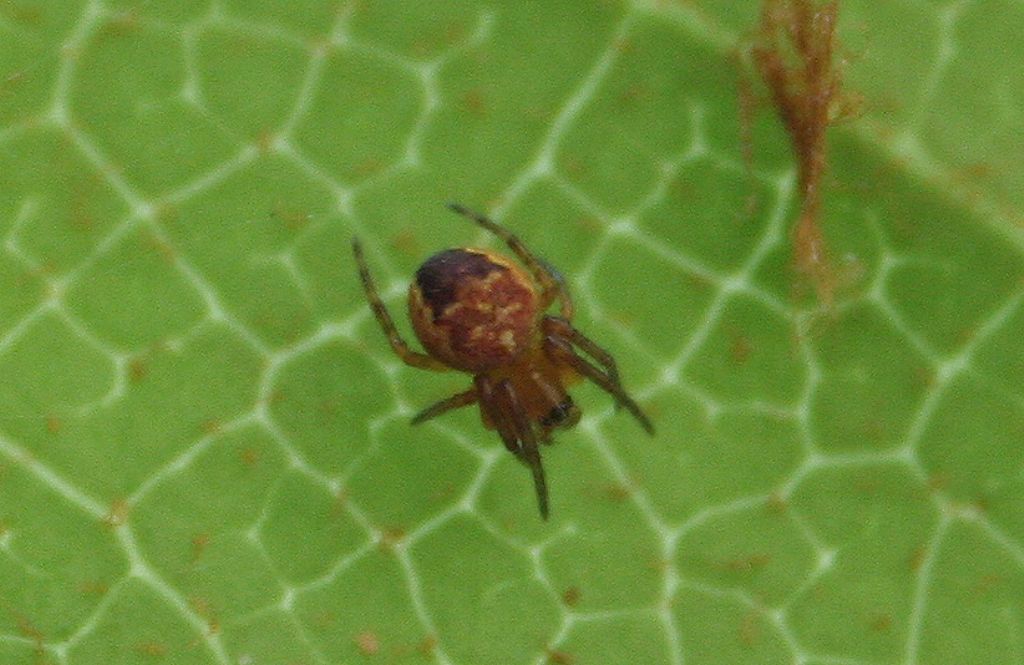 ID di piccolo Araneus sp.